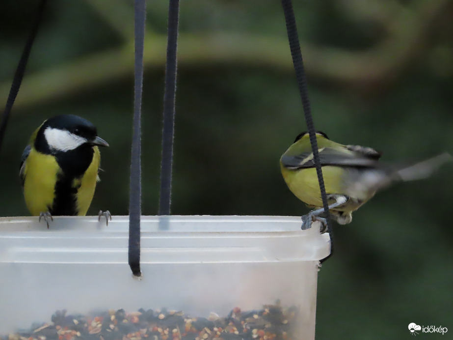 Nagy a forgalom a sziget etetőjén