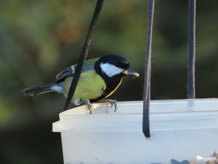 Alig fér el a csőrömben!