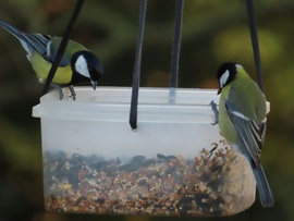 Vajon melyik finomabb?