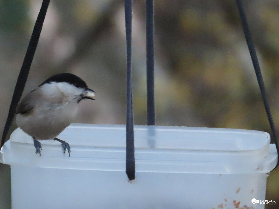 Nézd! Mogyorót találtam!