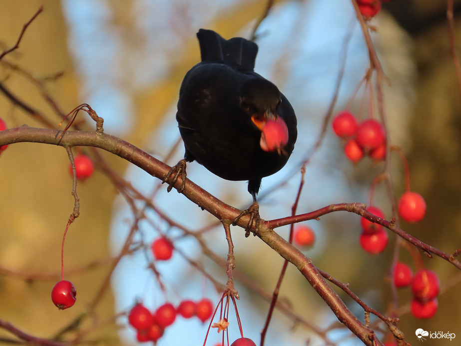 Sikerült lecsípni!