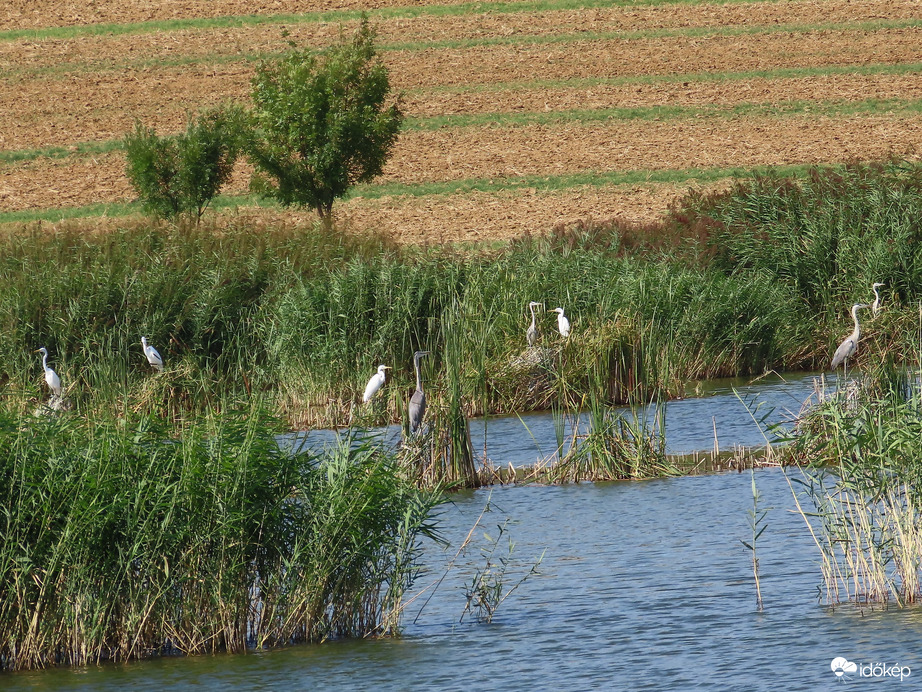 Pihenő a nádasban