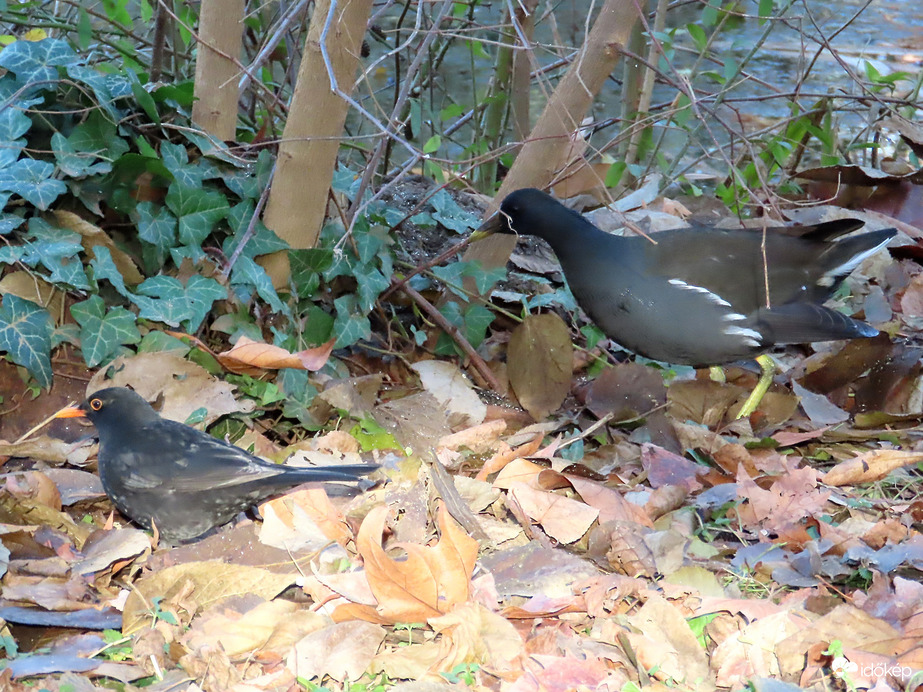 Mi a bokor alatt takarítunk! Sok lehullik a cinkegolyóról.