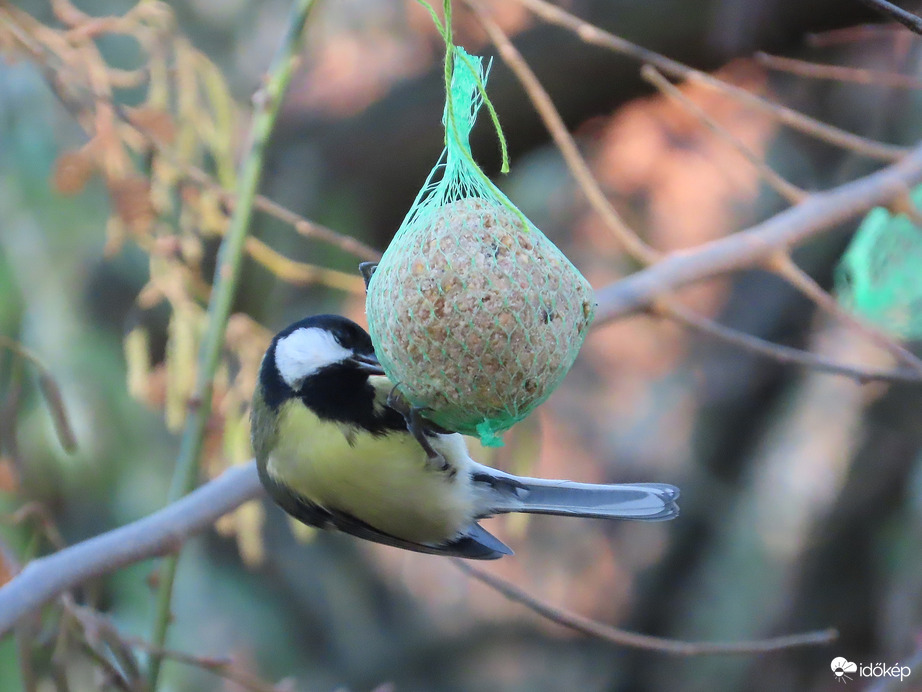 Behúnyt szemmel is tudok csipegetni!