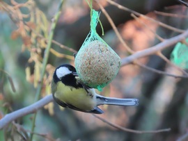 Behúnyt szemmel is tudok csipegetni!