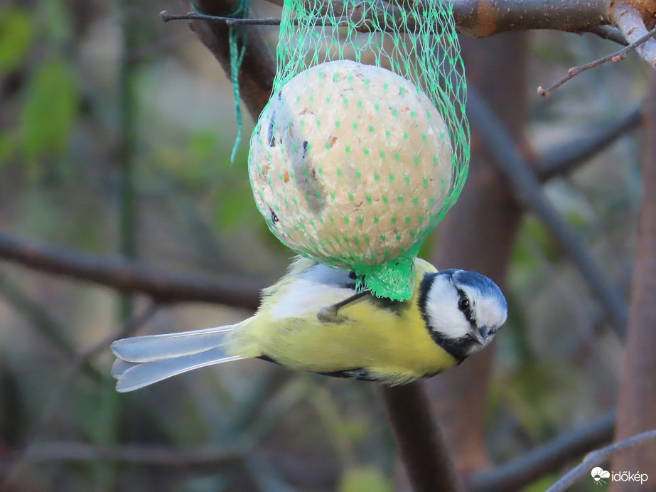 Cukiság a cinkegolyón