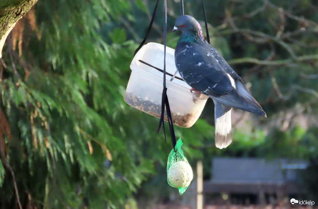 Figyeljetek! Borítom!