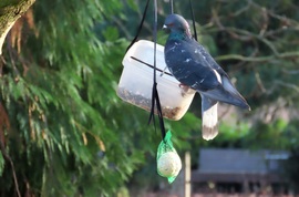 Figyeljetek! Borítom!