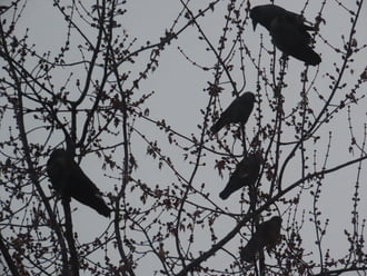 Varjak és Csókák a szürkeségben