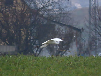 Egyikük szárnyra kapott