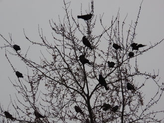 Reggeli röpgyűlés