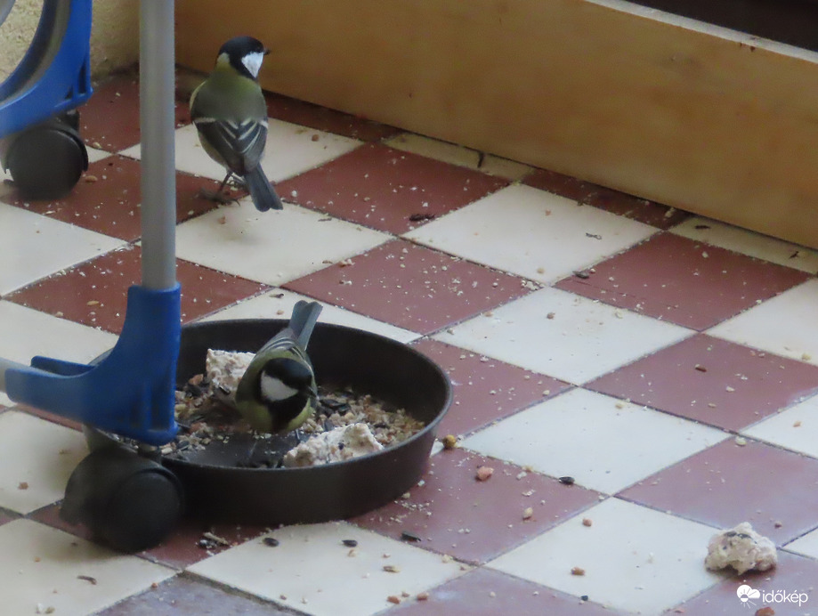 Megint csatateret csináltunk!