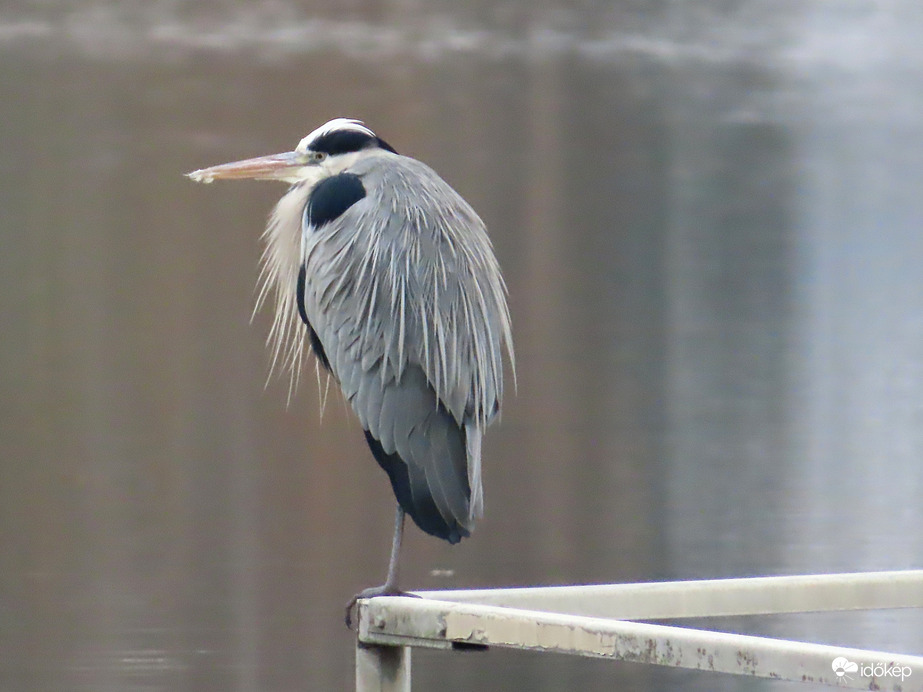 Fázósan gubbasztok!