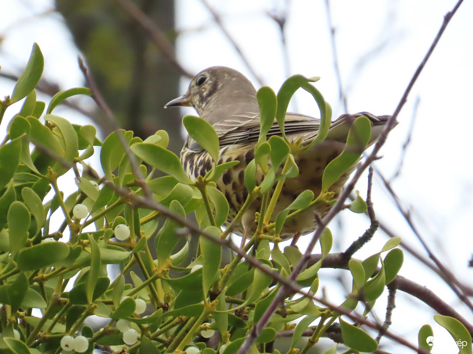 Léprigó fagyönggyel