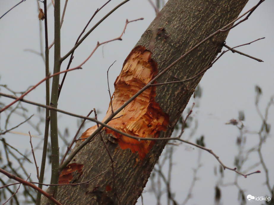 Megint dolgozott a Hód