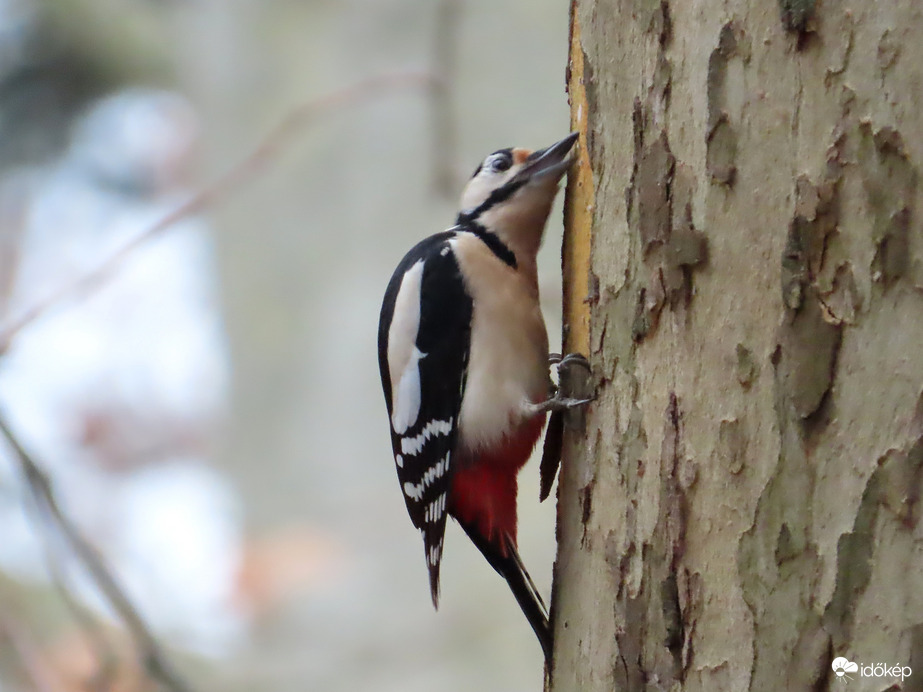 Mi lehet a kéreg alatt?