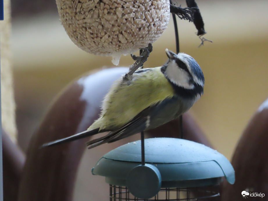 Nagy a délutáni sürgés-forgás 4.