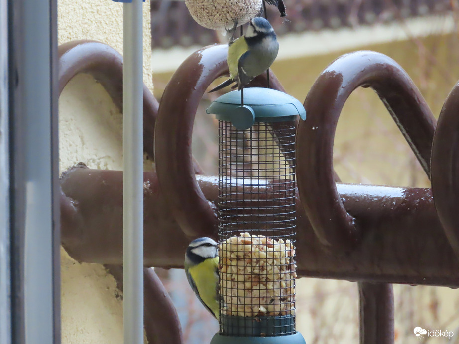 Nagy a délutáni sürgés-forgás 3.