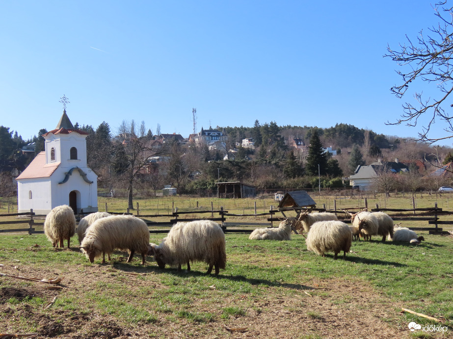 Racka juhok a Falumúzeumban