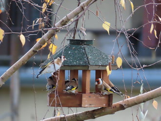 Tengelicek az etetőn