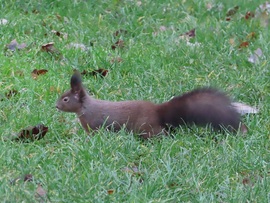 Alig látszom ki a fűből!