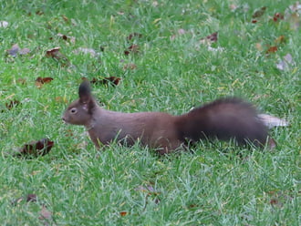 Alig látszom ki a fűből!
