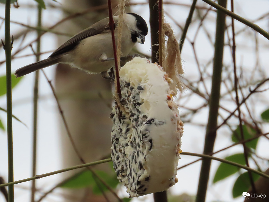 Nagy falatot csíptem!