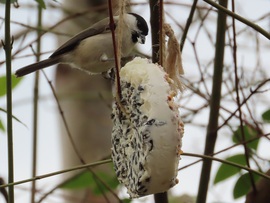 Nagy falatot csíptem!