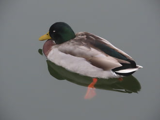 Szunyókálás a vízen lebegve