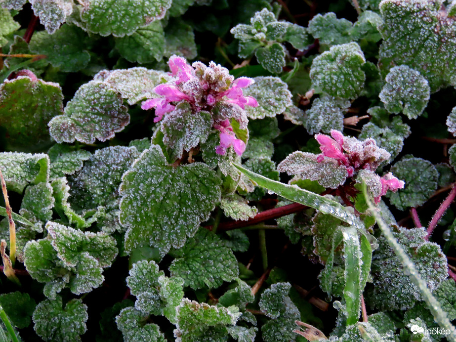 Árvacsalán fagyosan