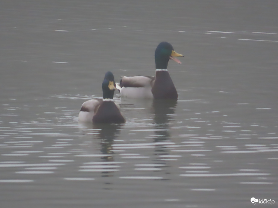 Várjatok! Mi is jövünk!