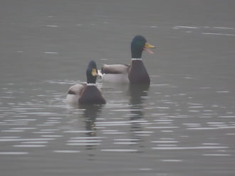 Várjatok! Mi is jövünk!