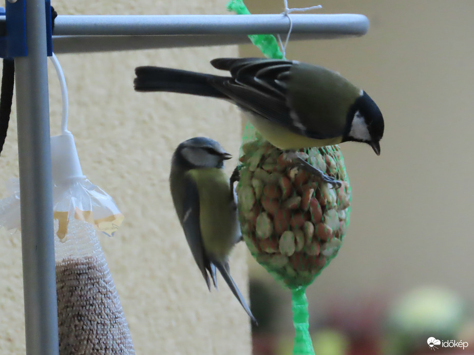 Ketten is elférünk