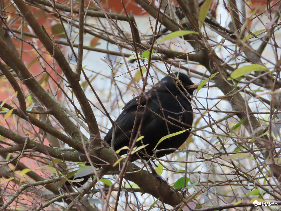 Bokorban duruzsoló rigó