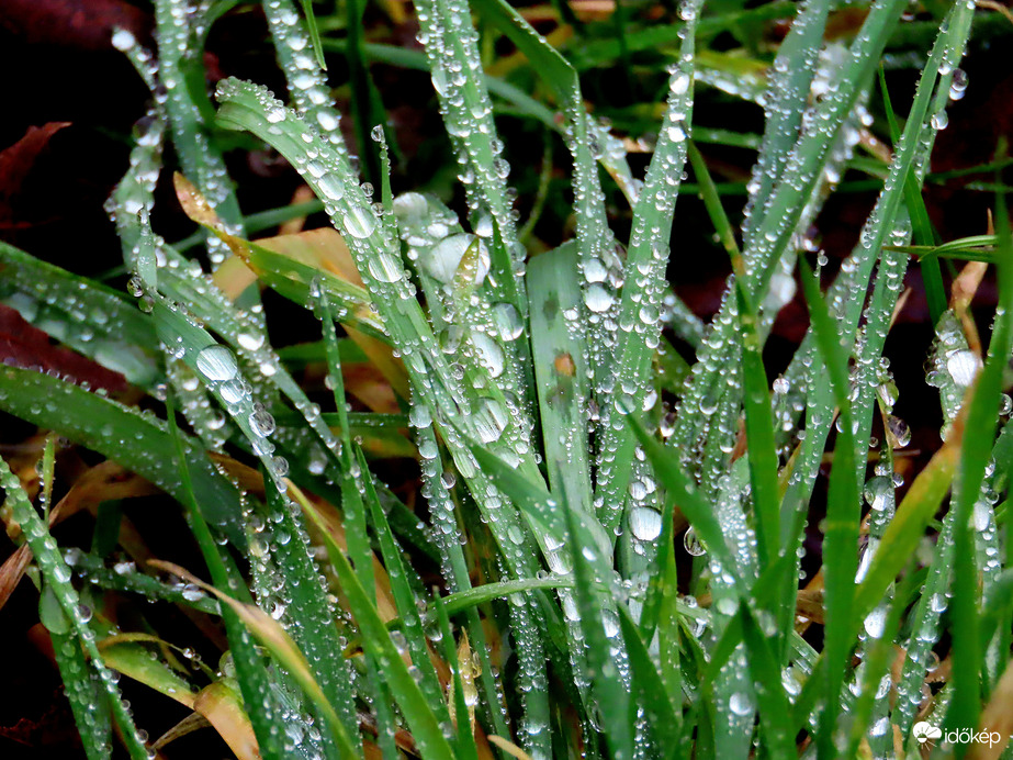 Gyöngyökkel díszítve