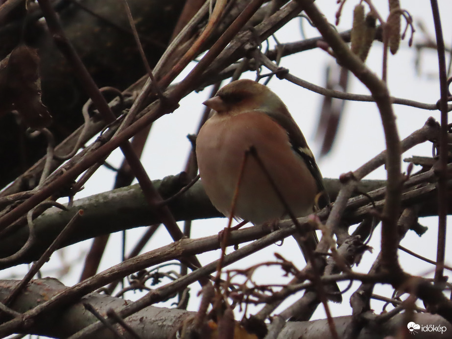 Ágak között pihenő Erdei pinty