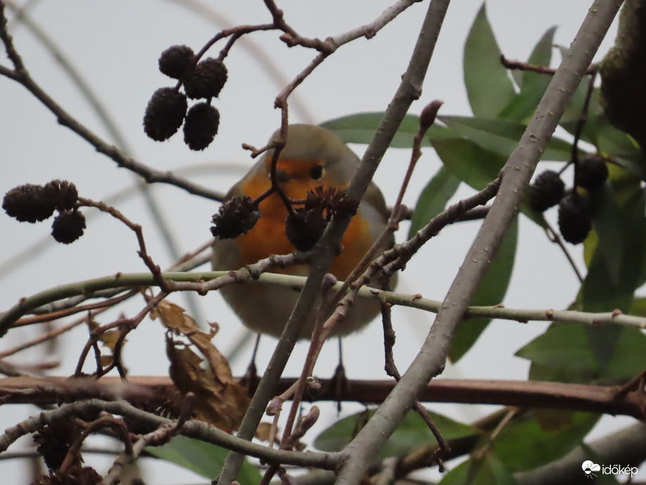 Bokorban bújkáló Vörösbegy