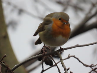 Nekem dobtad a magokat?