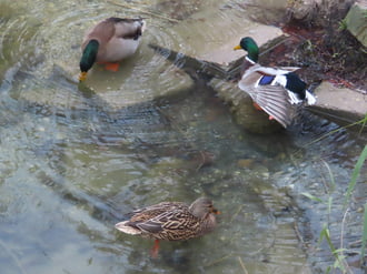 Életkép récékkel