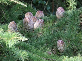 Himalájai cédrus tobozai