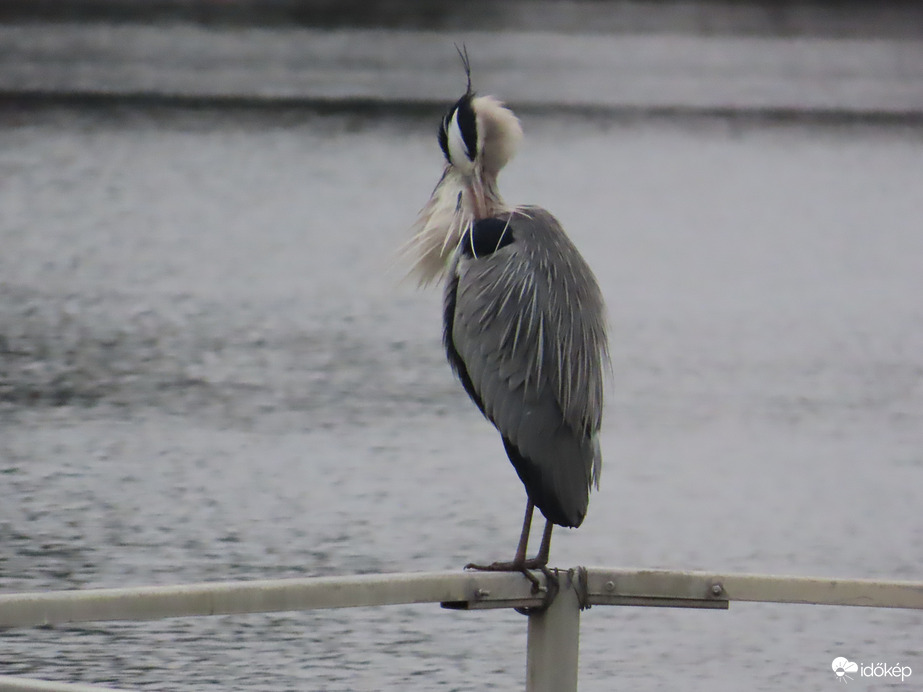 Égnek áll a frizurám!