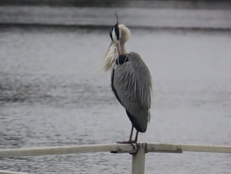 Égnek áll a frizurám!