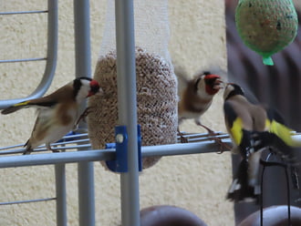 Egy kis vita támadt!