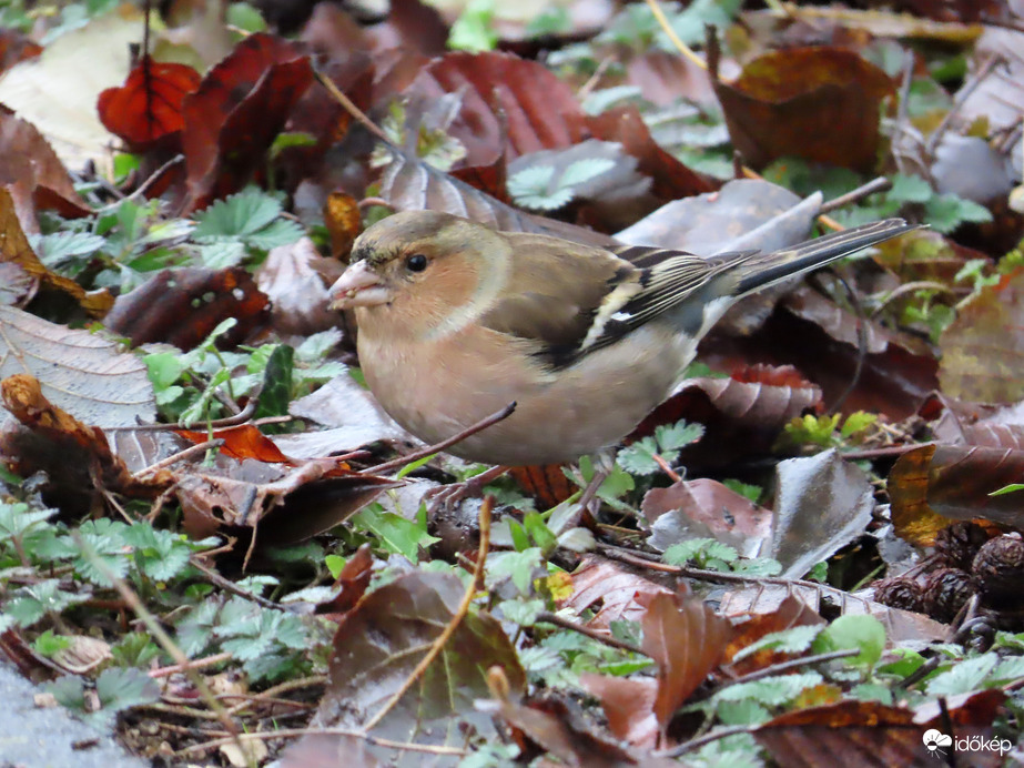 Csipegető Erdei pinty