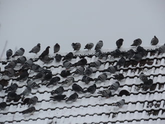 Galambok a havas tetőn