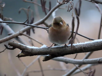 Pintyőke a havas ágon