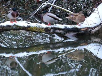 Pihenő récék tükörben