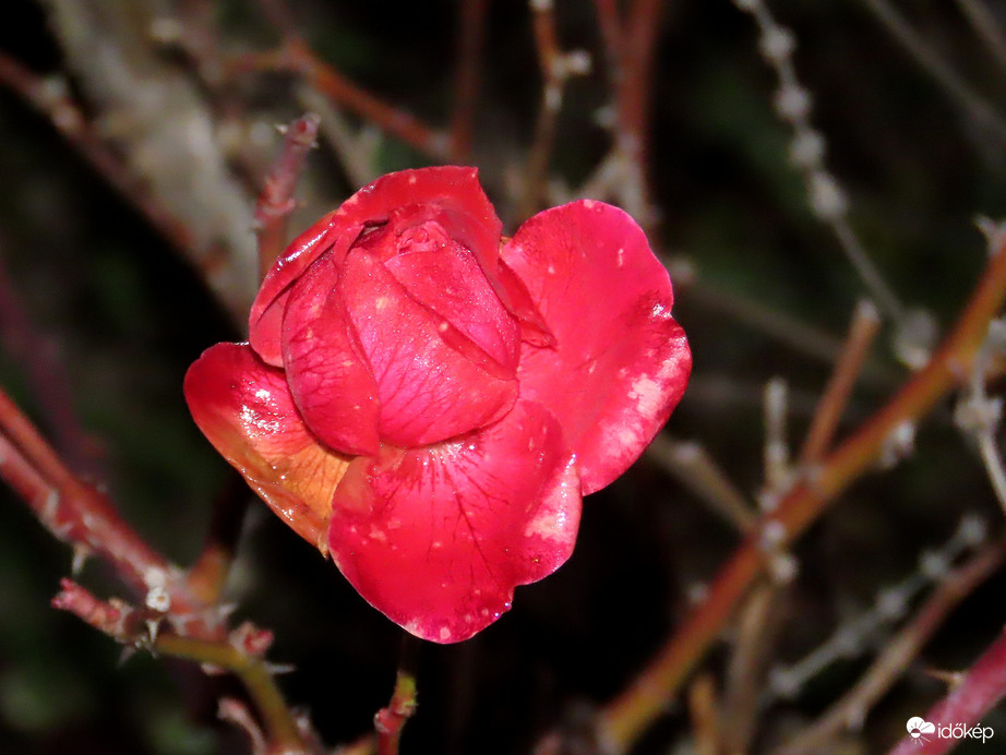 Rózsa esti fényben