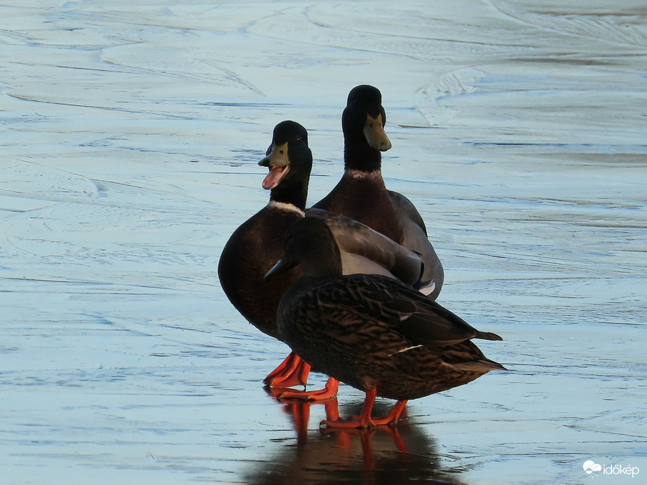 Már szilveszteri hangulatban