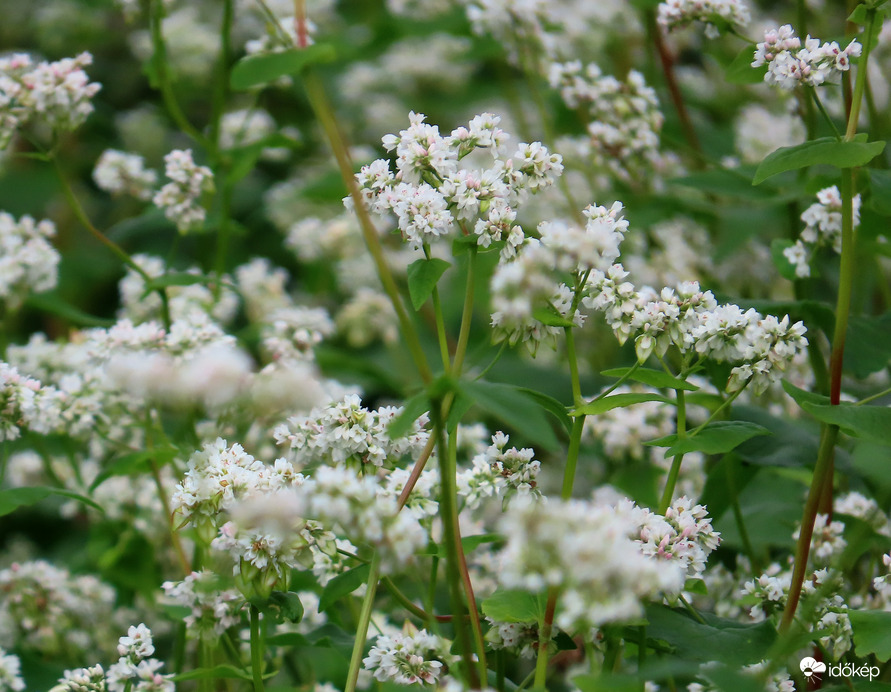 Hajdina (közelről)